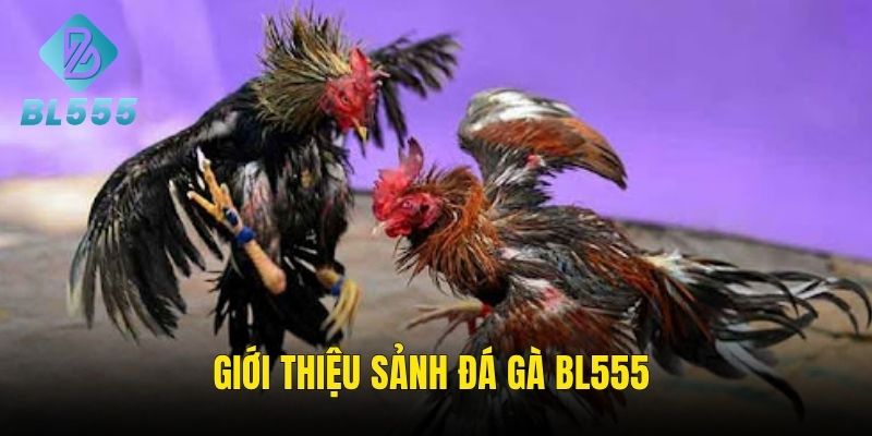 Khái quát chung về sảnh đá gà BL555