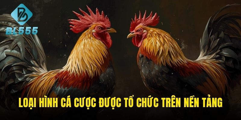 Tổng hợp những trường gà hot nhất có mặt trên nền tảng