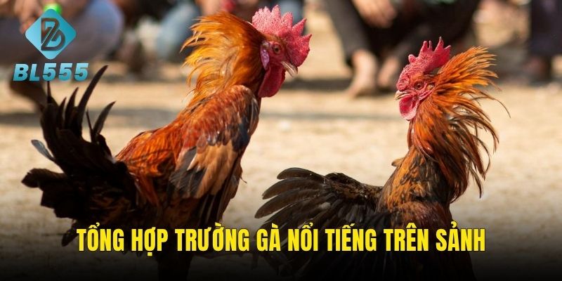 Loại hình cá cược đá chọi được tổ chức trên nền tảng